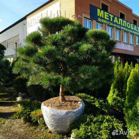 Бонсай из сосны норвежской крупномер 2,5-3,5 м