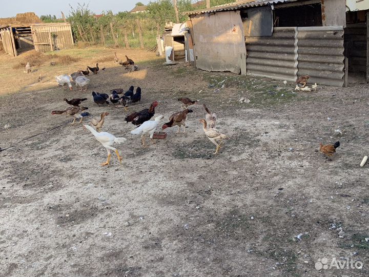 Бойцовая птица