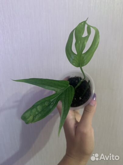 Редкие сциндапсусы/эпипремнумы