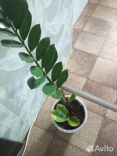 Замиокулькас