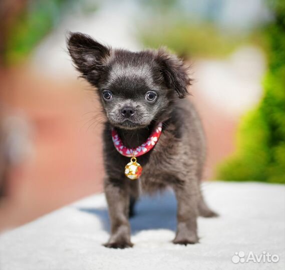 Щенки Чихуахуа РКФ