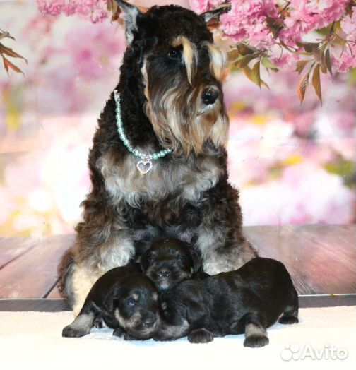 Щенки цвергшнауцера