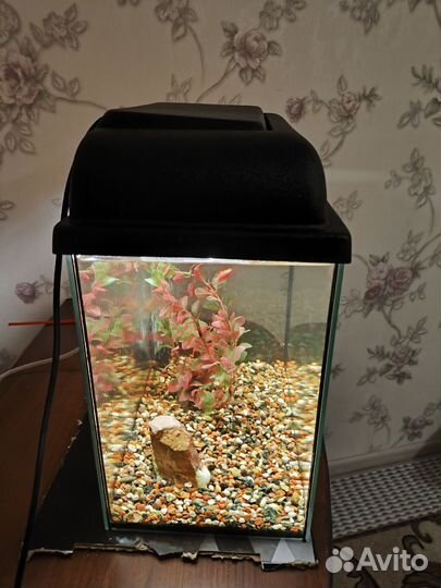 Аквариум готовый с рыбками