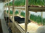 Ферма для выращивания зеленого лука
