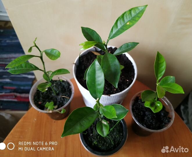 Комнатные растения