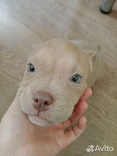 Амбулли покет