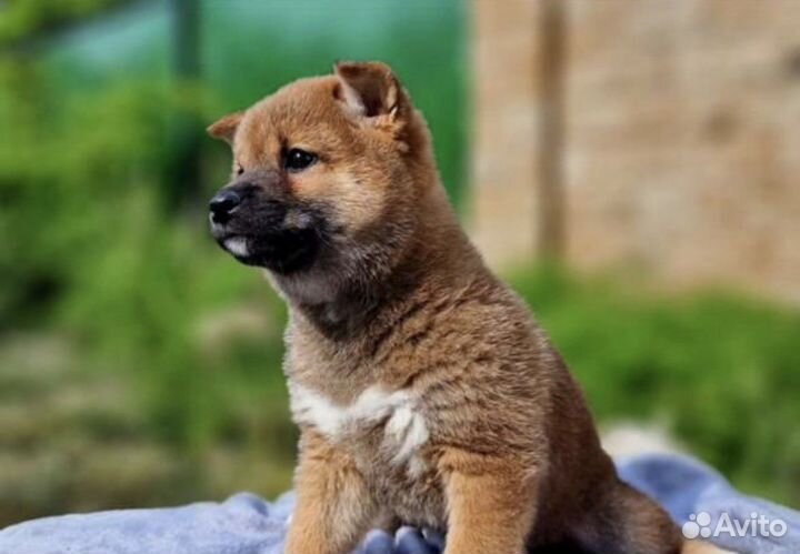 Собаки сиба ину щенки