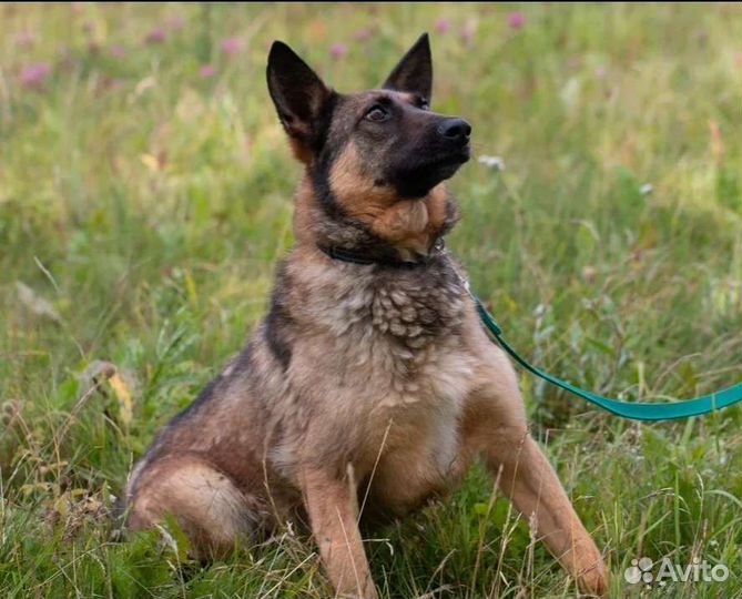 Метис овчарки Люксор в добрые руки
