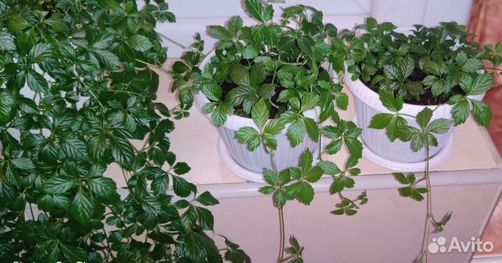 Джиаогулан или гиностема пятилистная растение