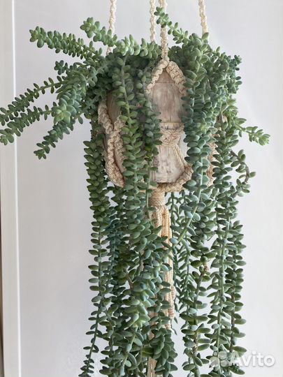 Комнатное растение Очиток Седум Моргана и Буррито