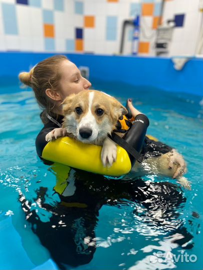 Дрессировка собак, передержка собак, кинолог