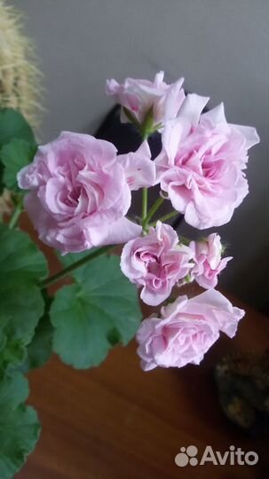 Пеларгонии сортовые