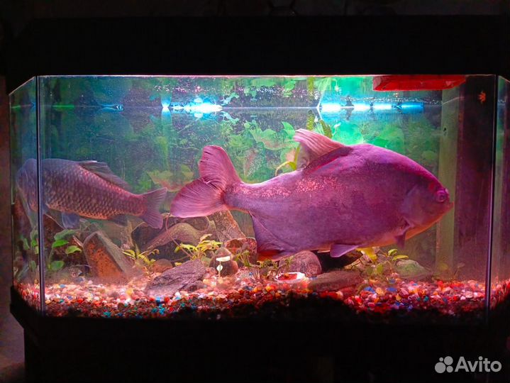 Аквариум juwel 180