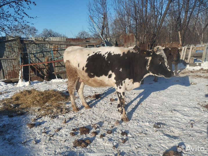 Корова стельная