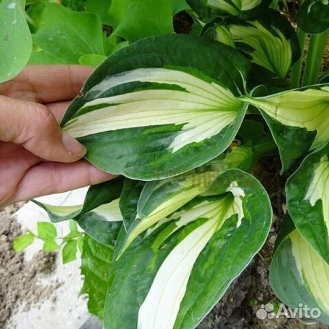 Примула, хоста Вирлвинд, кудрявая