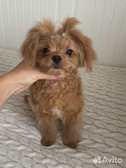 Мальтипу мальчик красная карамель