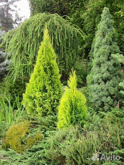 Саженцы туя, можжевельник