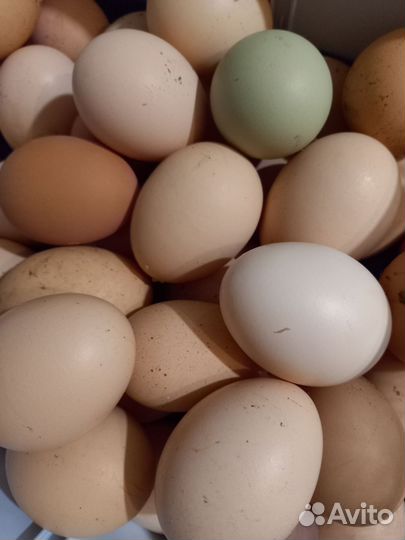Домашние куриные яйца крупные