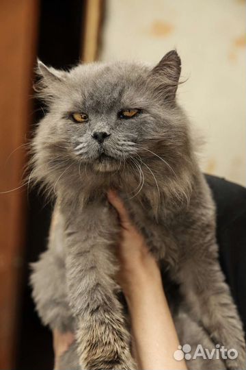 Кошка в дар