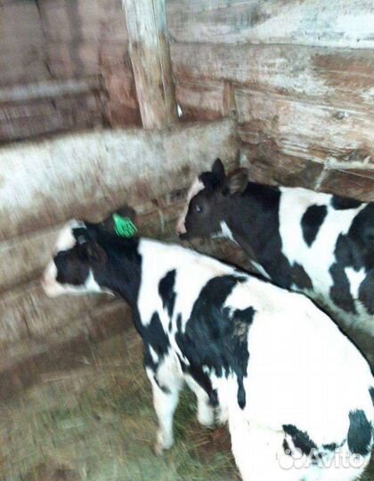 Бычки и телята