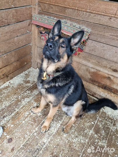 Метис овчарки