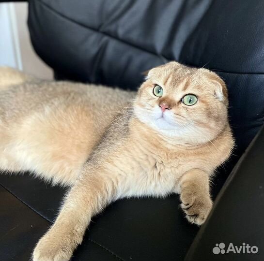 Шотландский красавчик для вязки+котята