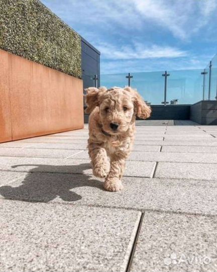 Лабрадудль