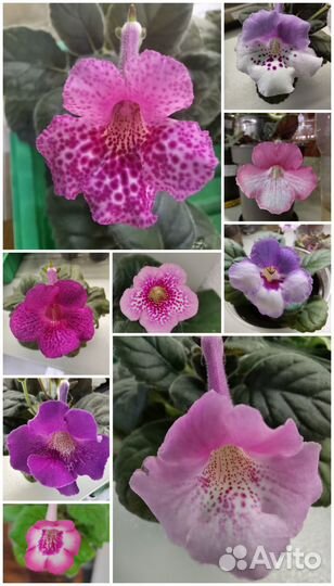 Минисиннингия клубни