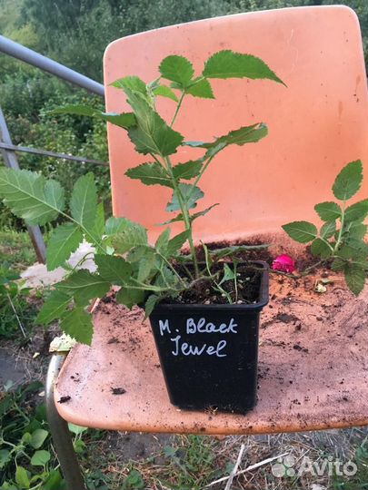 Малина Пшехиба, Блэк Джевел, Карамелька, Вольница