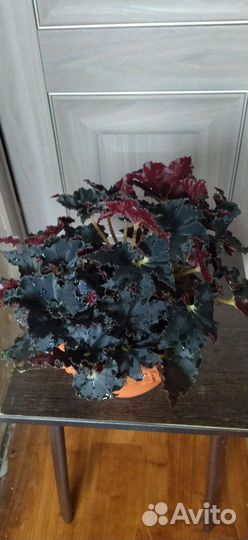 Бегония королевская