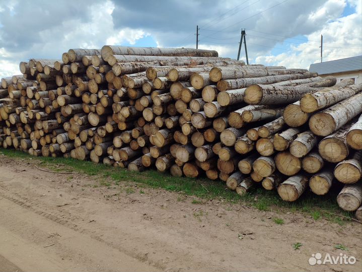 Лес кругляк осина