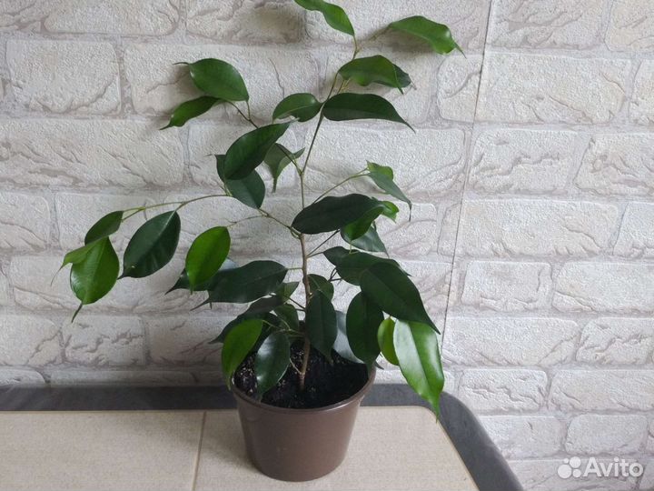 Фикус Бенджамин и Али