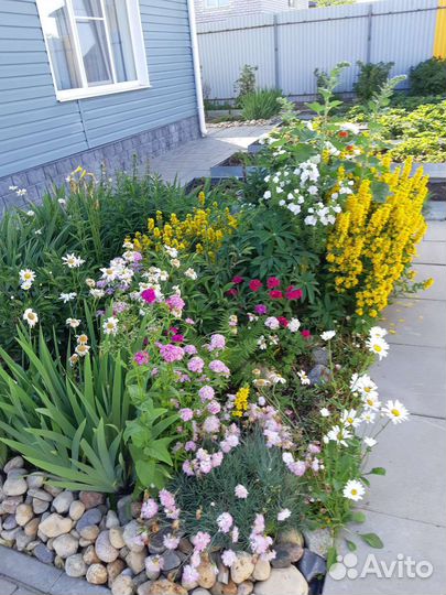 Многолетние садовые цветы