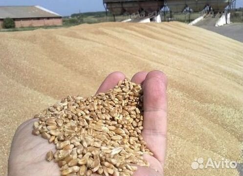 Пшеница ячмень овес