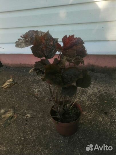 Гейхера, Тиарелла, Молочай - делянки