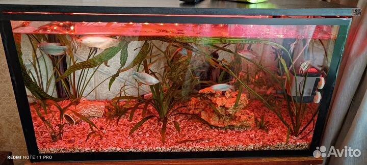 Аквариум