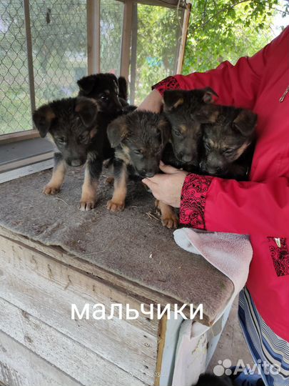 Щенки немецкой овчарки