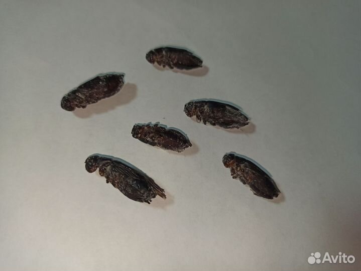 Замороженные сверчки