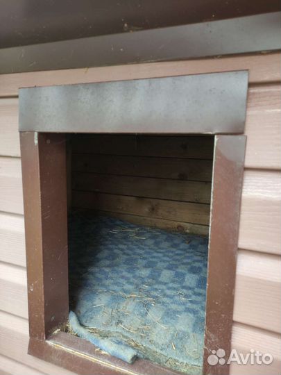 Собачья будка