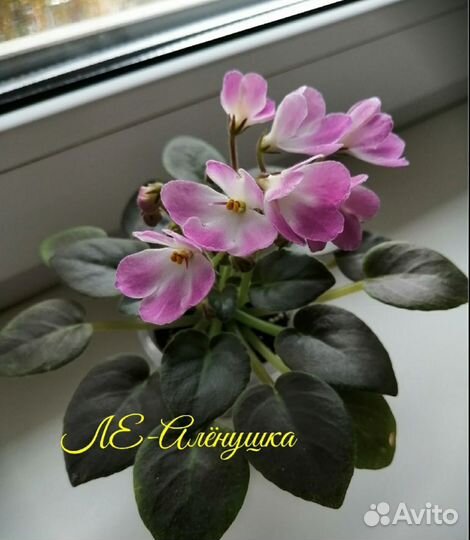 Мини фиалки