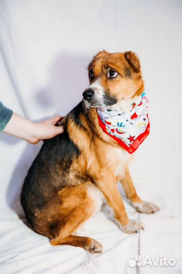 Отдам бесплатно собаку