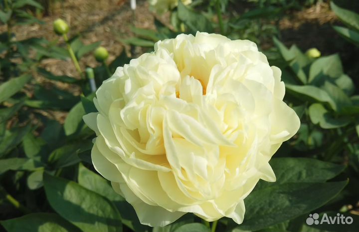 Пион Дабл Френд, саженцы