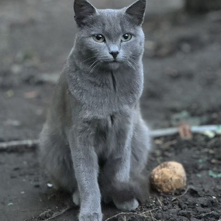 Котята от русской голубой (британской)