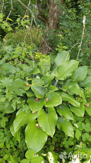 Хоста растение