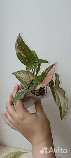 Сингониумы. Ароидные. Домашние растения