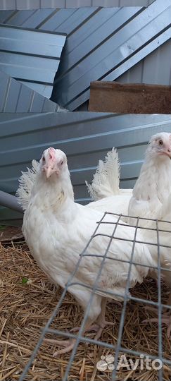 Куры домашние 
