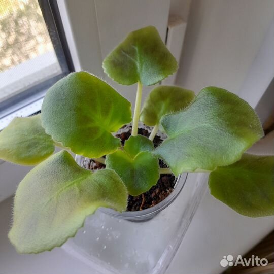 Сортовые фиалки (детки)