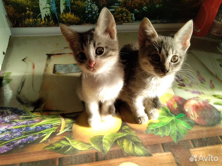 Котята в добрые руки