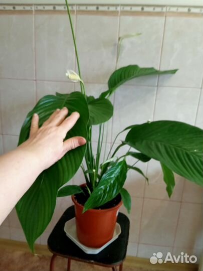 Спатифиллум