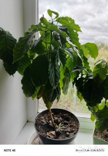 Кофе Арабика растение